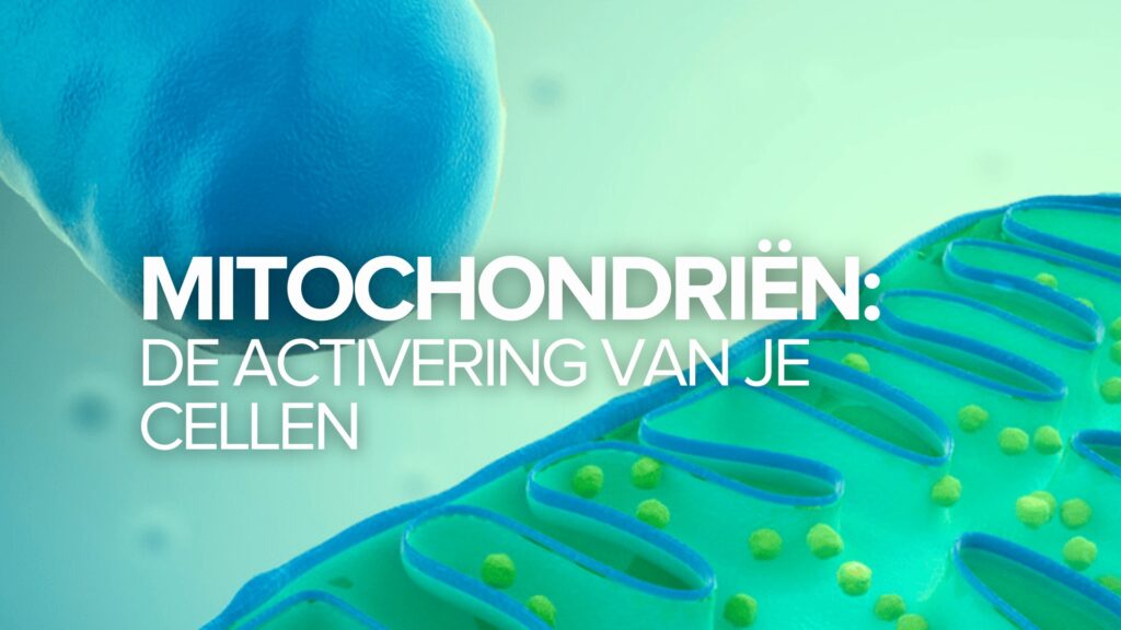 Mitochondriën: De activering van je cellen
