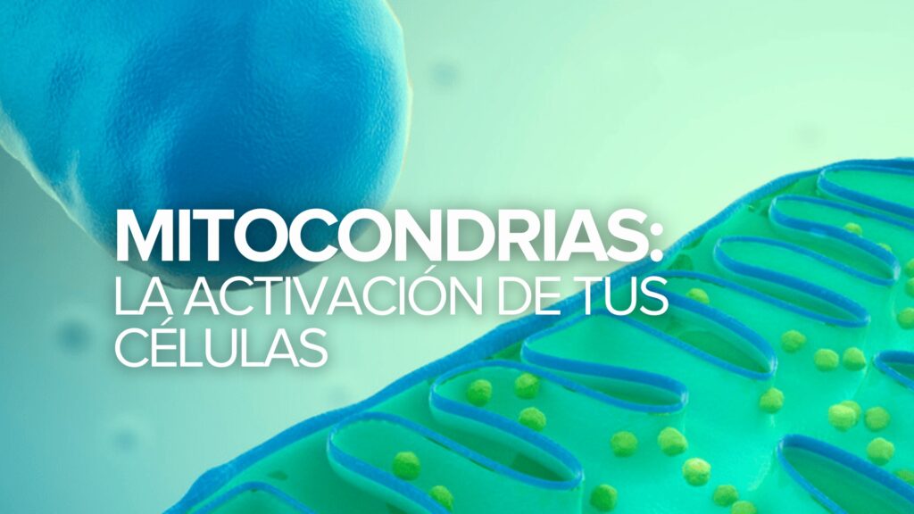 Las mitocondrias: La activación de tus células