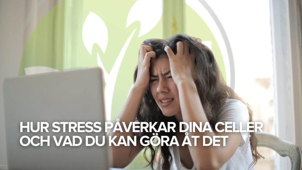 Hur stress påverkar dina celler och vad du kan göra åt det Hur stress påverkar dina celler och vad du kan göra åt det