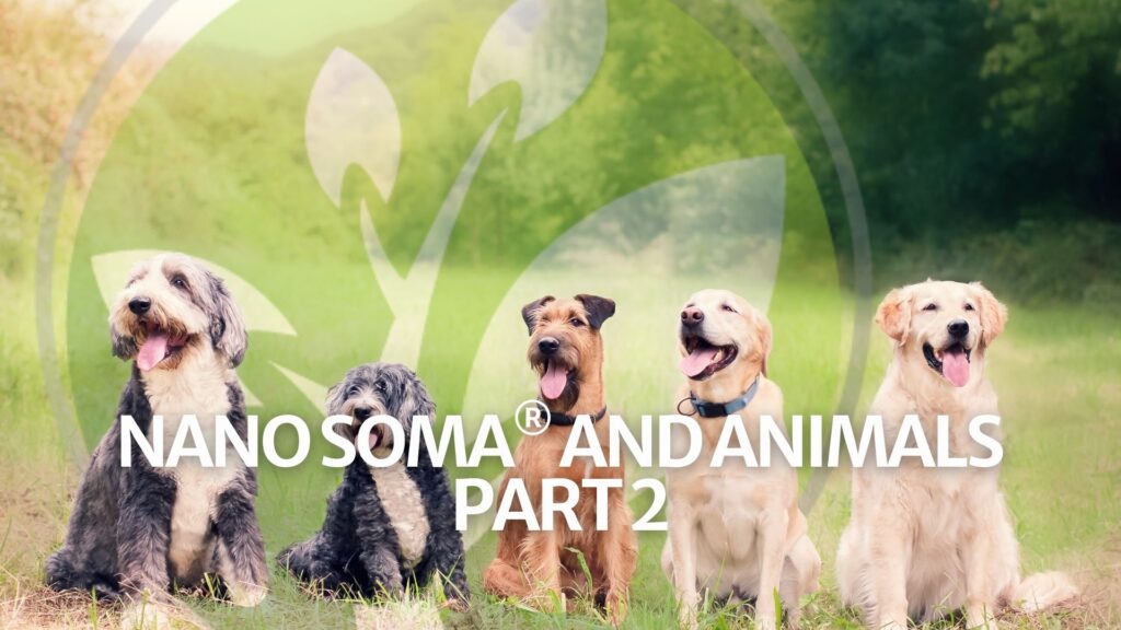 NANO SOMA® et les animaux Partie 2